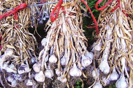 Garlic-Farming