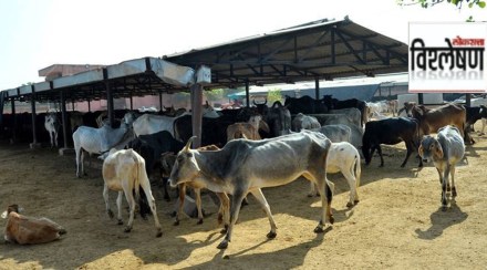 Gujarat Assembly unanimously withdrew GCCUA