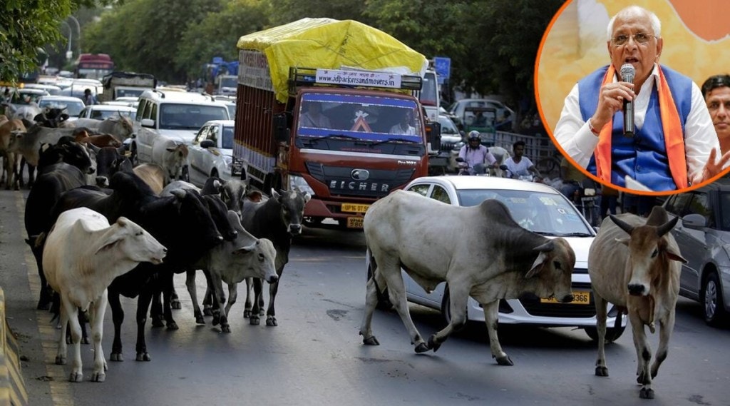 Gujrat Cow Issue
