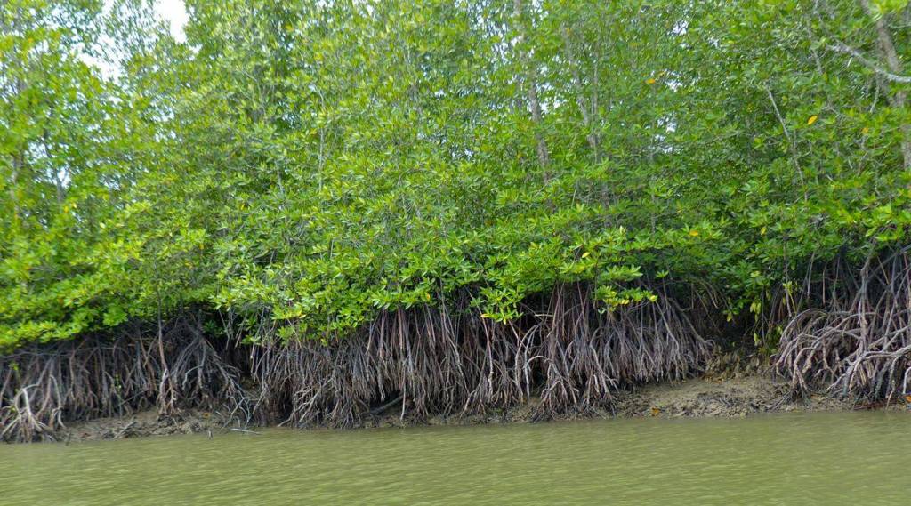 Mangroves