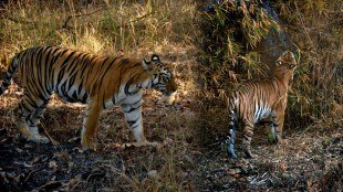 Tadoba Andhari Tiger Reserve Maya Tigress Information
