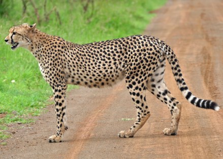 Namibia Cheetah India Photos