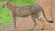 Namibia Cheetah India Photos