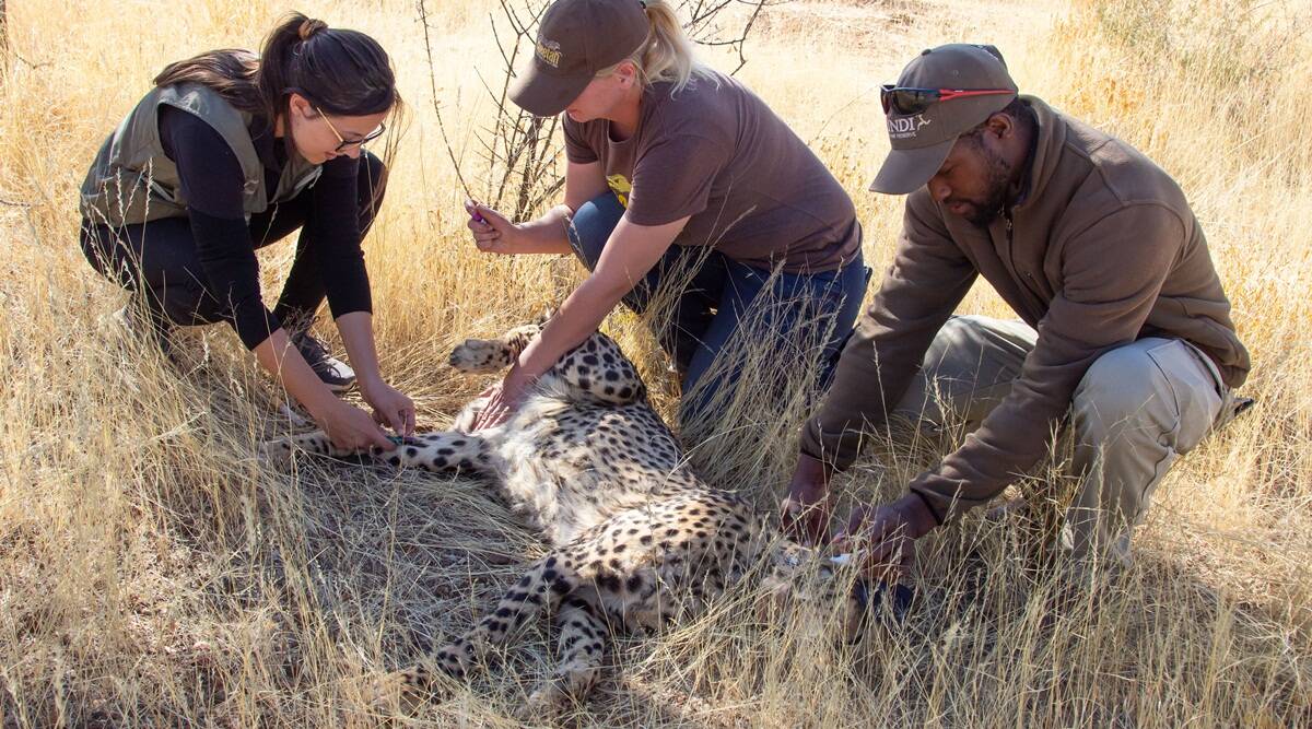 Namibia Cheetah India Photos