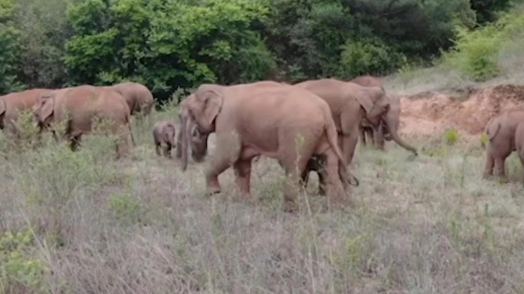 Visiting wild elephants became Falling into the pit broke the leg bone gadchiroli