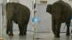 Elephants-In-Hospital-Viral-Video