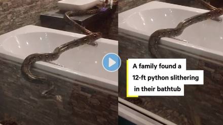 Python-In-Bathroom-Viral-Video