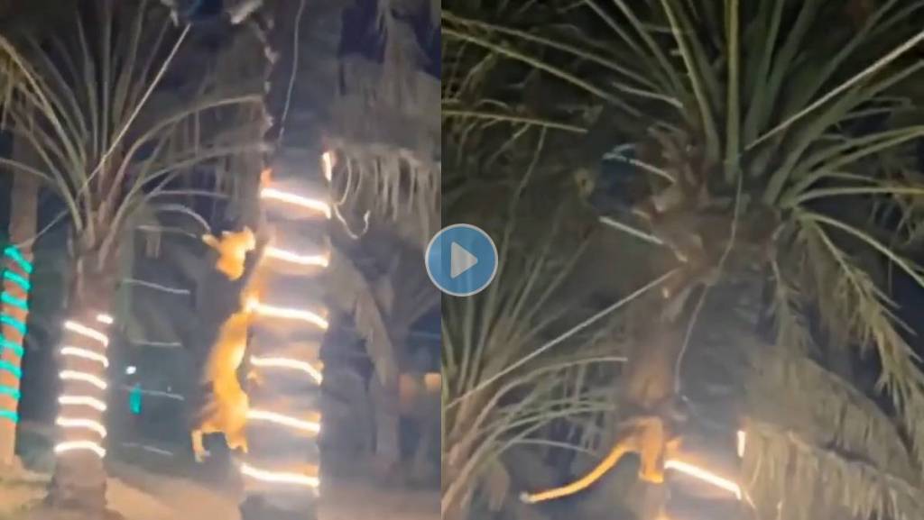 Viral Video : पार्टी करणाऱ्या लोकांना सिंहिणीने दिलं ‘सरप्राईज’, एका व्यक्तीच्या मागेच पडली!