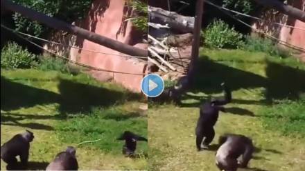 Chimpanzees-Fear-of-Snake