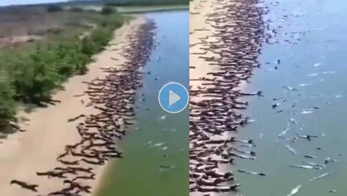 Crocodiles-on-Brazilian-Beach