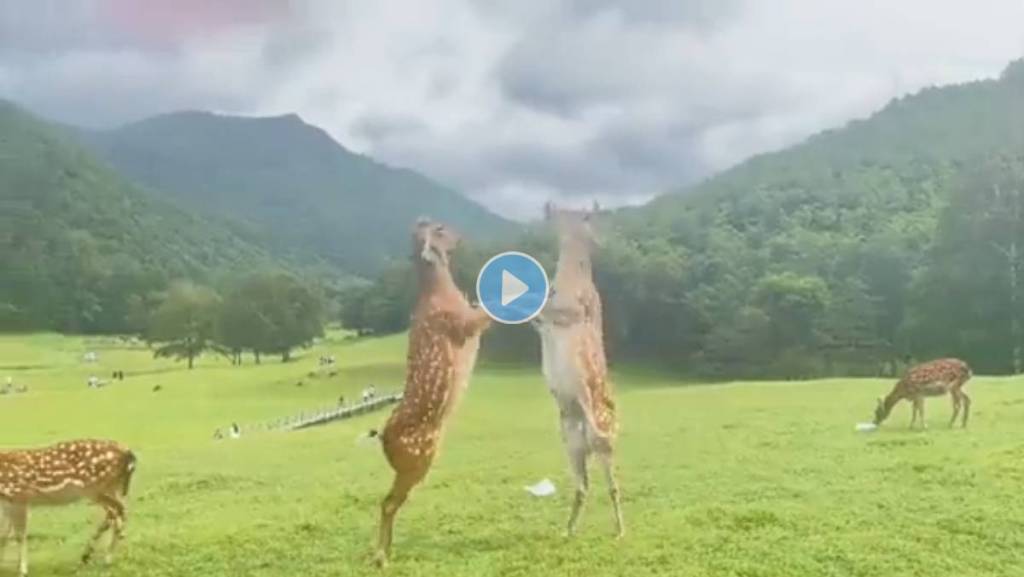 Deer-Boxing-Viral-Video