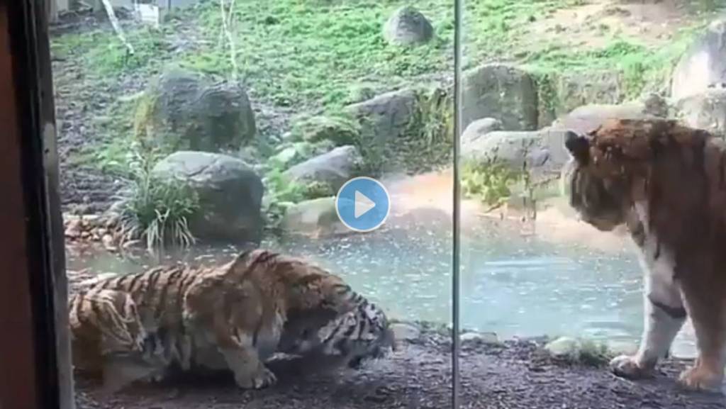 Tiger-And-Tigress-Viral-Video