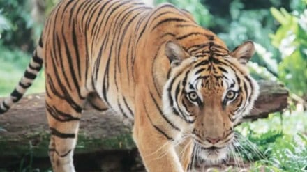 another farmer death on ct1 tiger attack in bhandara