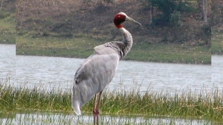Proposal to bring saras bird to collector ajay guhane nagpur bench bhandara gondiya Chandrapur