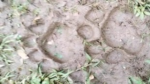 in bhandara district ct 1 Tiger footprints captured on camera