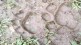 in bhandara district ct 1 Tiger footprints captured on camera