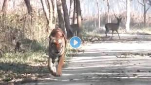 Tiger-Ignore-Deer-Viral-Video