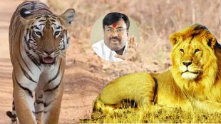 minister sudhir mungantiwar lion of Gujarat will come Maharashtra and tiger of Maharashtra will go to Gujarat