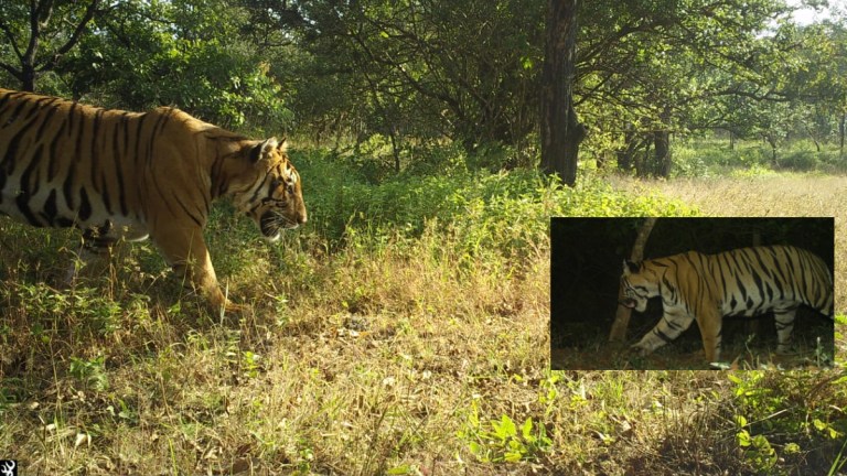 Existence Tigers in South Konkan and Kolhapur Forest Department and Scientists Sighting Eight Tigers nagpur