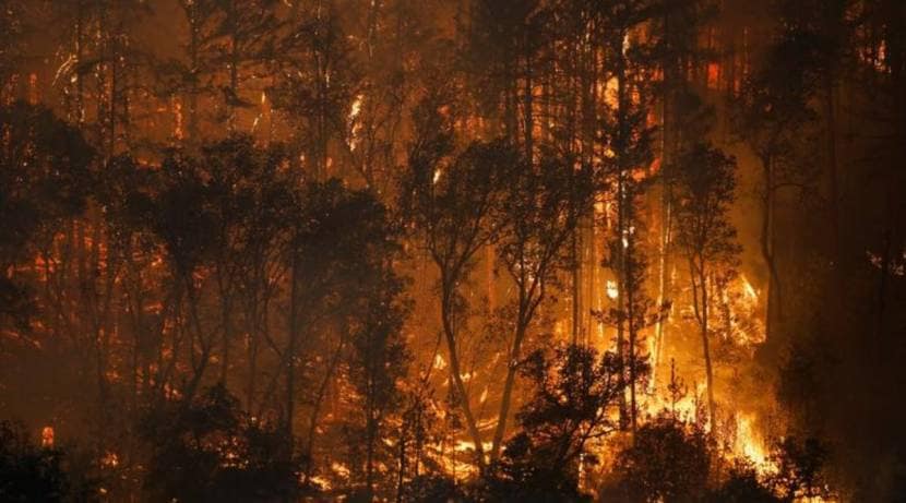 उत्तर कॅलिफोर्नियातील जंगलांना भीषण आग लागली आहे. वाऱ्याच्या वेगाने ही आग आणखी पसरत चालली आहे.