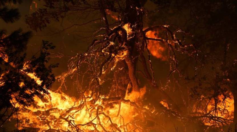 जंगलांना आग लागताच लगतच्या परिसरातील वीज पुरवठा खंडित झाला होता. याचा फटका जवळपास ९ हजार ग्राहकांना बसला आहे.