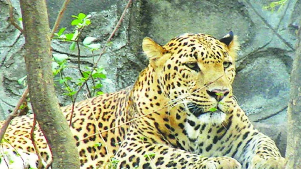 A leopard was killed in a collision with a vehicle on the Mende Bodi road