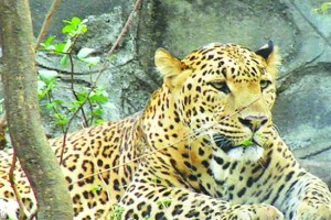 A leopard attacked a girl, but the girl was saved as her family was nearby in nashik