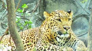 A leopard was killed in a collision with a vehicle on the Mende Bodi road