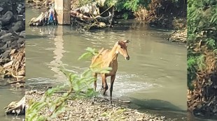 Nilgai which came from the forest to the city was safely rescued in nagpur