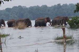 Wild elephants water sports in Desaiganj Forest department on alert gadchiroli