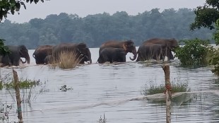 Wild elephants water sports in Desaiganj Forest department on alert gadchiroli