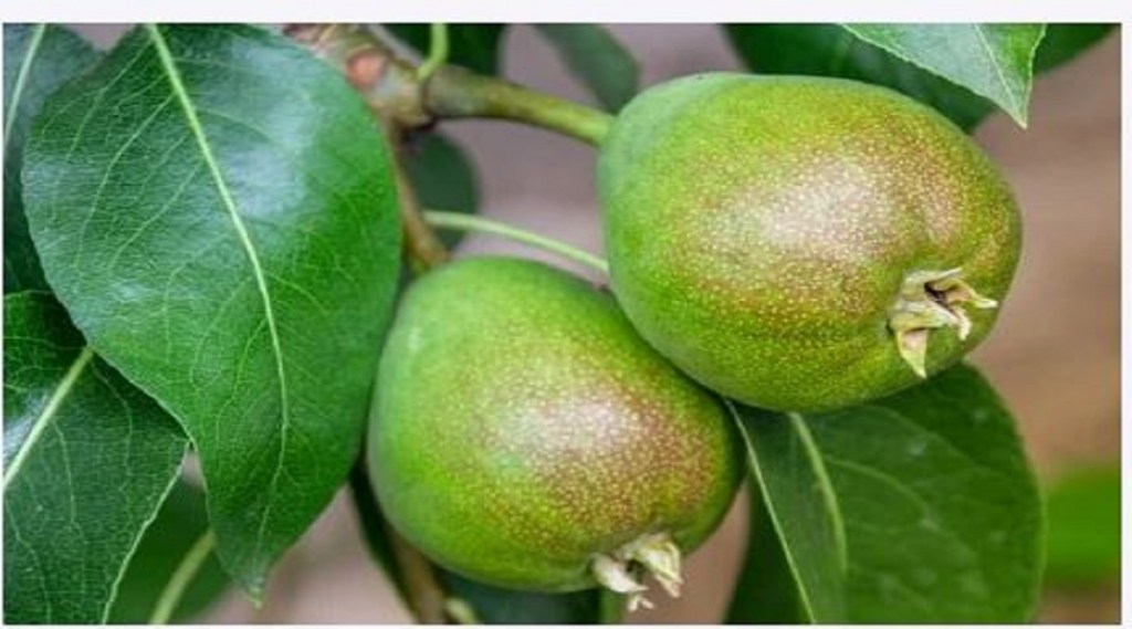 Pear Fruit