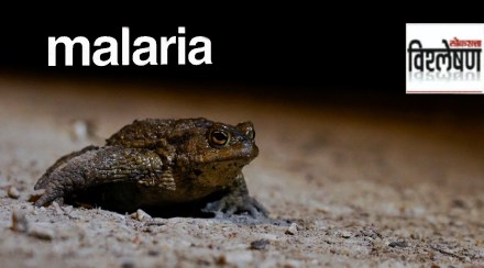 The Fungus That Killed Frogs Led to a Surge in Malaria