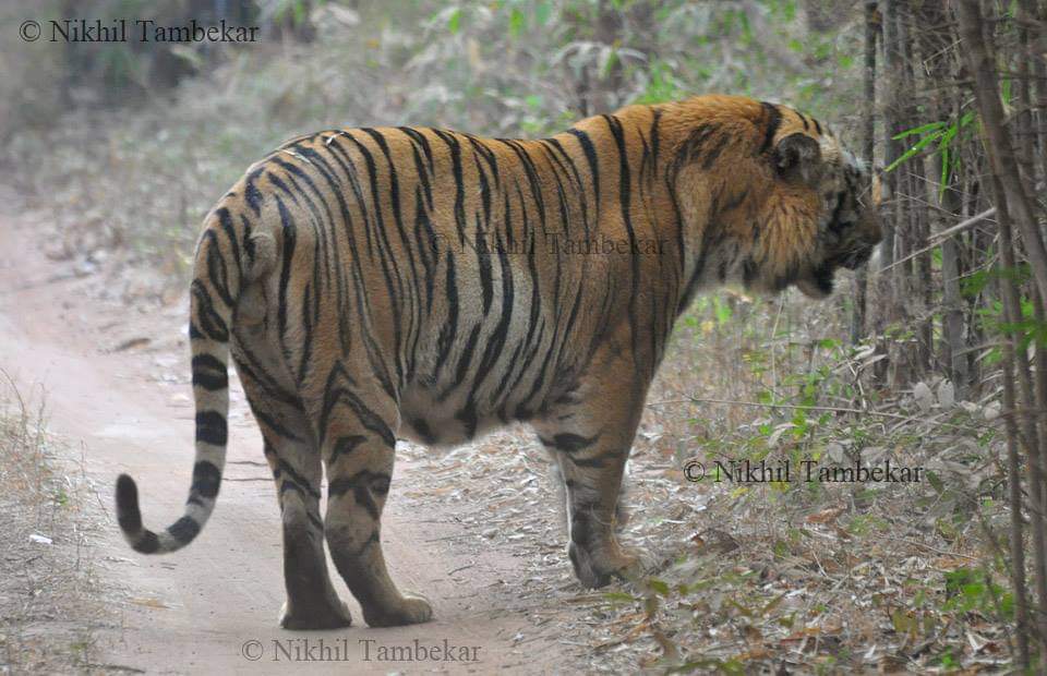 Waghdoh Tiger Photos