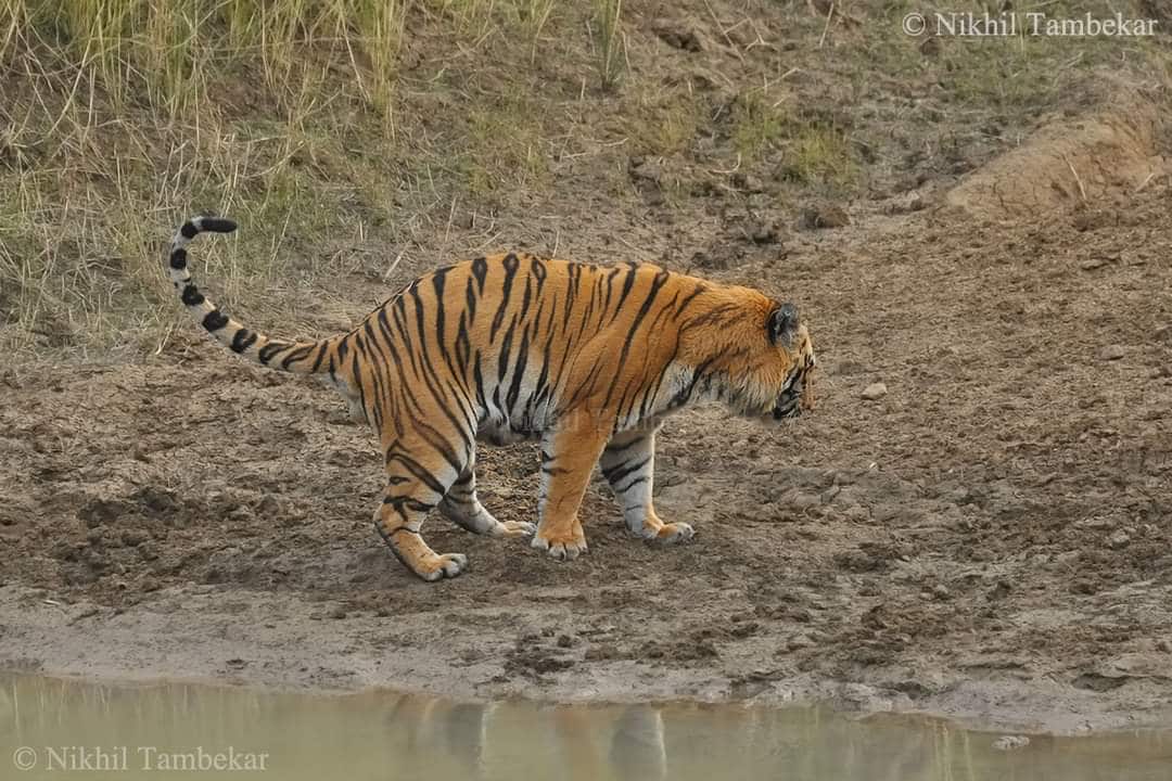 Waghdoh Tiger Photos