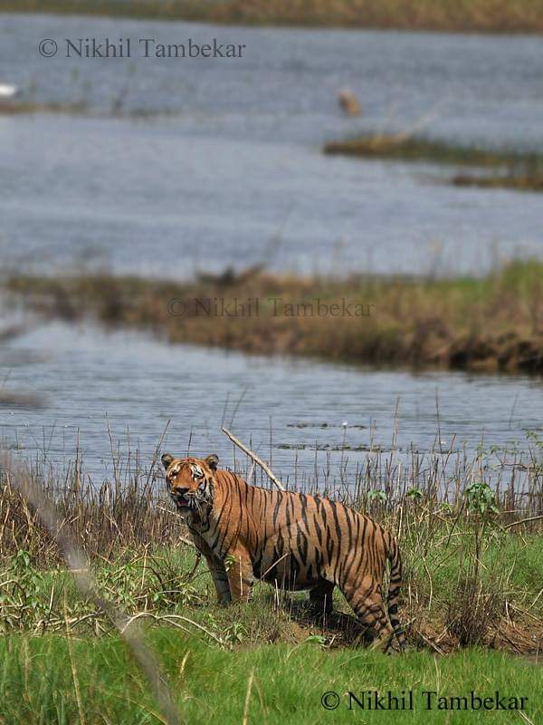 Waghdoh Tiger Photos