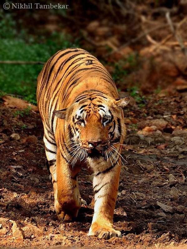 Waghdoh Tiger Photos