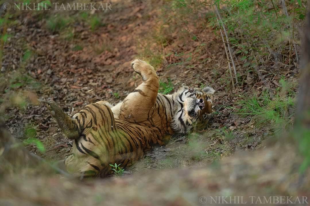 Waghdoh Tiger Photos