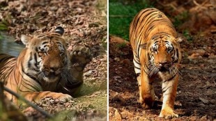 Waghdoh Tiger Photos Tadoba-Andhari Tiger Reserve Nagpur