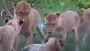 A herd of lionesses hunted down a leopard in one fell swoop