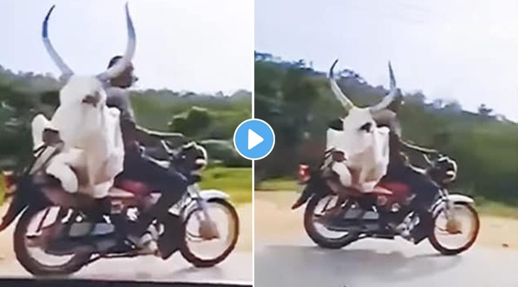 The bull rode the bike with his seatbelt on
