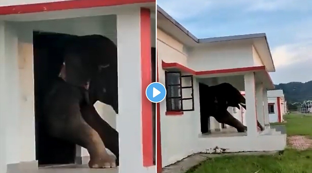elephant video