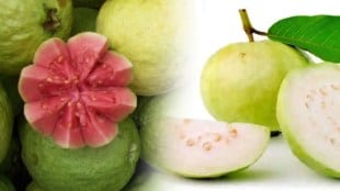 What is the difference between pink and white guava