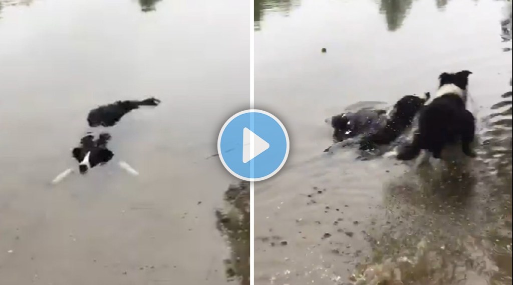 VIDEO: पाण्यात मगरीची नाही तर कुत्र्याची दहशत; केला थरकाप उडवणारा हल्ला, पाहा हा व्हिडीओ