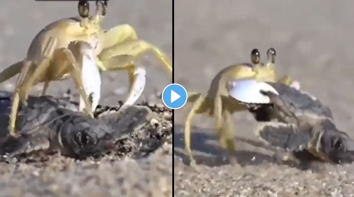 crab attacks and hunt a little sea turtle video viral on social media