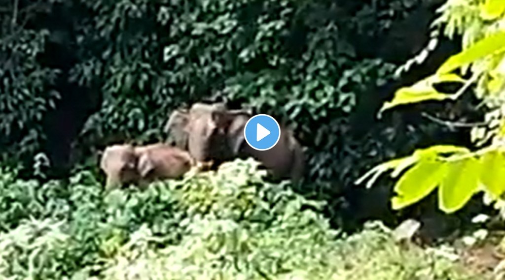 Forest staff reunites lost baby elephant with mother