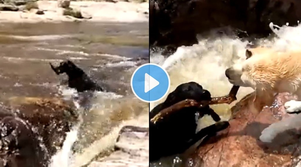 Viral : श्वानाने मित्राला नदीत बुडण्यापासून वाचवले, पण व्हिडिओ पाहून नेटकऱ्यांनी व्यक्त केल्या ‘या’ शंका