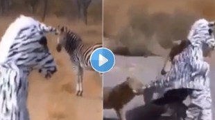 lioness attack fake zebra