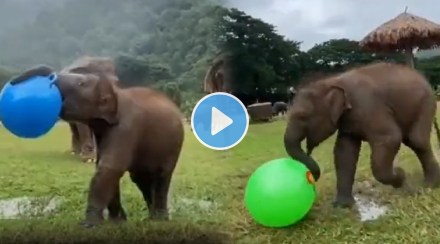 baby elephant playing with ball viral video