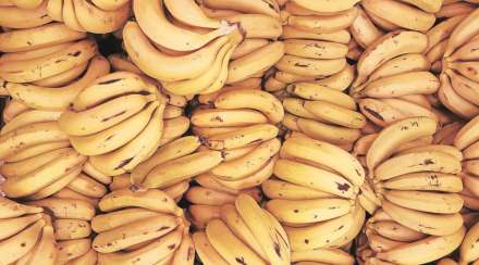 Bananas in Solapur,